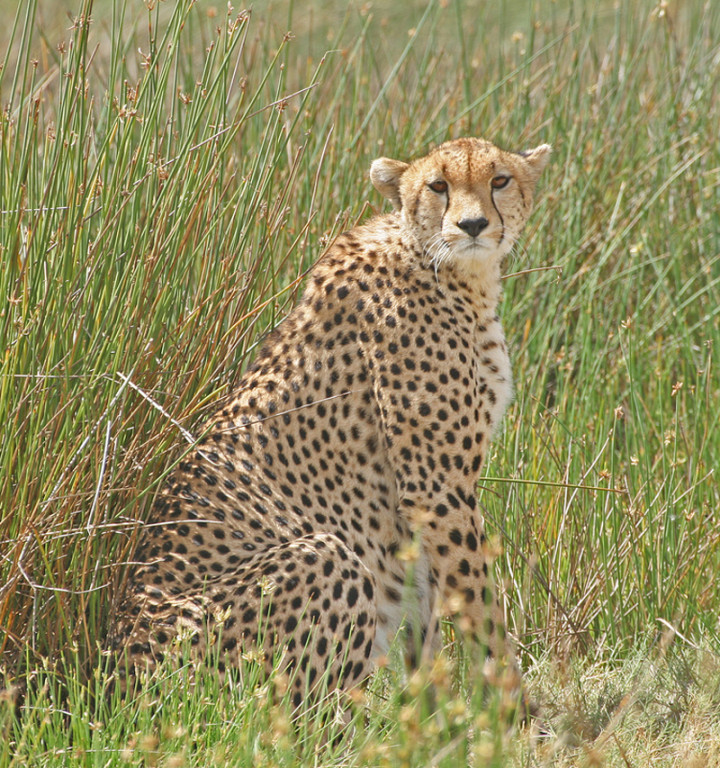 …or a beautifully marked Cheetah.