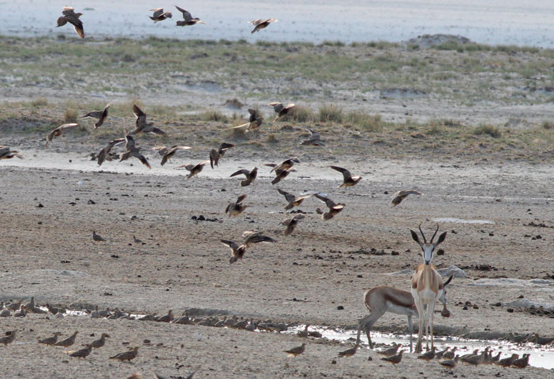 …and a flock of Namaqua Sandgrouse.