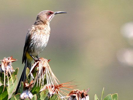 …and Cape Sugarbird, one of two species of a family also endemic to southern Africa.
