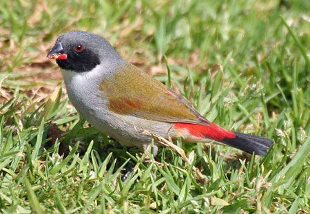 Other highlights there could include the dainty Swee Waxbill.
