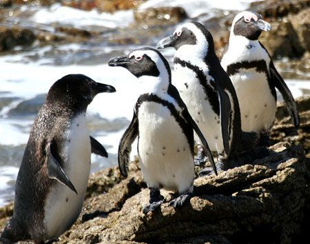 …and visit a colony of African penguins…