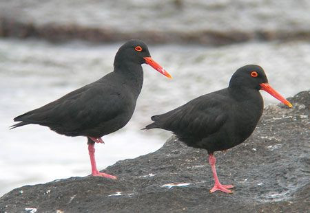 …where we are also bound to find some African Oystercatchers.
