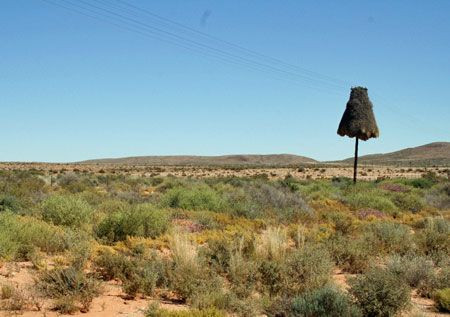 Moving south we enter Bushmanland, a dry region where the distinctive huge nests of Sociable Weavers are found on almost every roadside pole.

