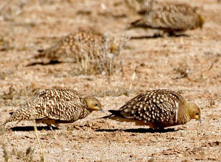 …and we are sure to see large numbers of beautifully camouflaged Namaqua Sandgrouse