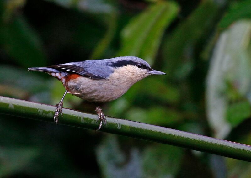 …Chestnut-vented Nuthatches…