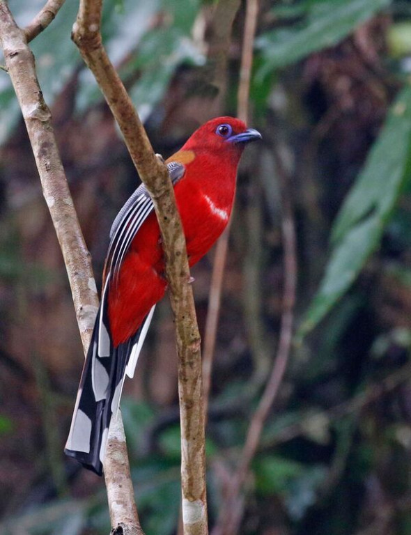 …and Red-headed Trogon.
