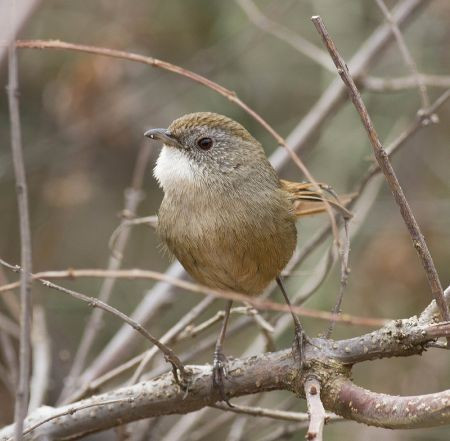 Target species near Lijiang include the localised Rufous-tailed Babbler…