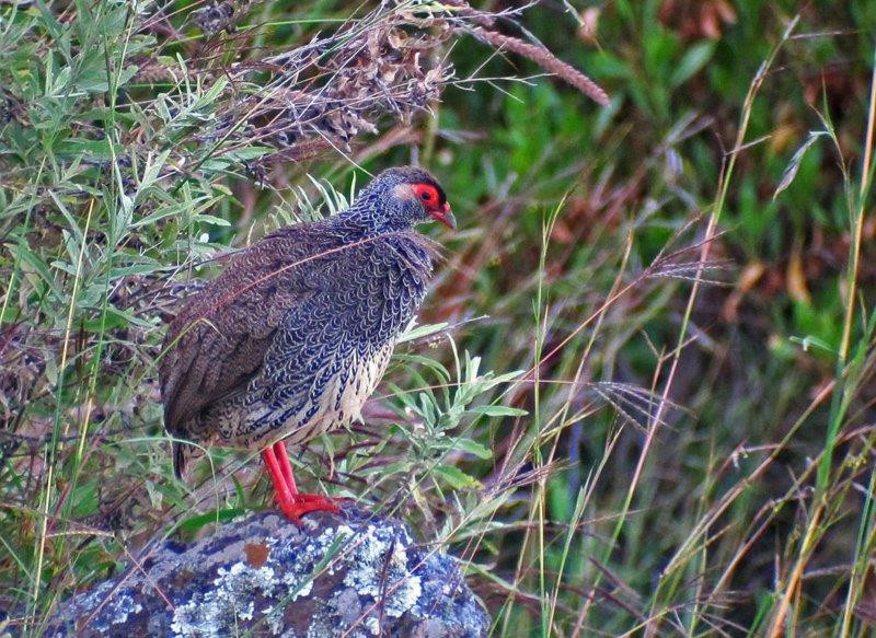 And we’ll search for the endemic Harwood’s Francolin, know only from valleys of Blue Nile tributaries.