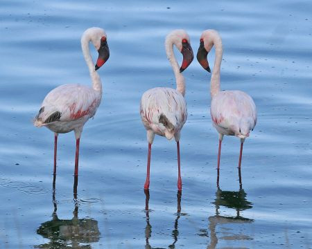 We’ll spend our first day in Mt. Meru National Park, where the crater lakes hold large numbers of waterbirds including Lesser Flamingos…