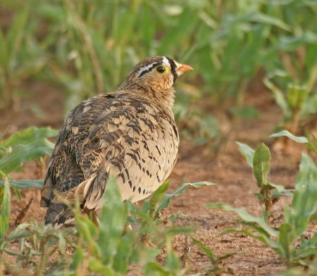 We’ll also find a wide variety of birds such as Black-faced Sandgrouse…