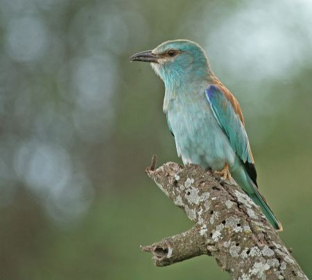 …and there will be lots of migrants from Europe and Asia such as this Eurasian Roller…