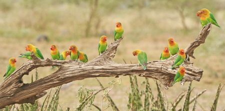 Wildlife is simply everywhere we look in the Serengeti – here a flock of Fischer’s Lovebirds come to drink at a waterhole…