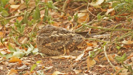 …and a very confiding Square-tailed Nightjar.