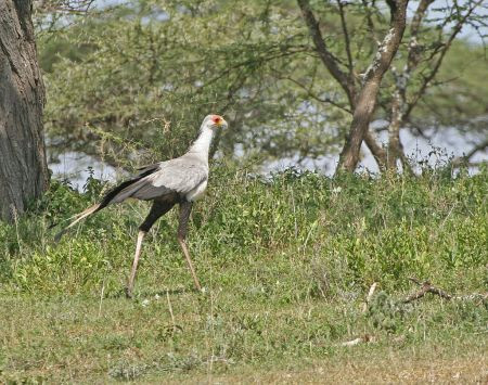 We’ll end the tour by travelling back  across the Serengeti where new sightings might include a Secretary Bird…
