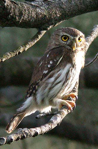 While watching for migrants, we’re always on the lookout for residents, like this Ferruginous Pygmy-Owl…