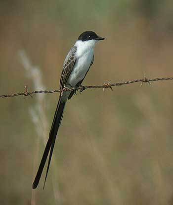 …this superb Fork-tailed Flycatcher…
