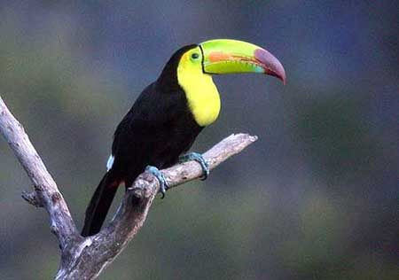 This presents a nice introduction to tropical rainforests, with stunners like Keel-billed Toucan…