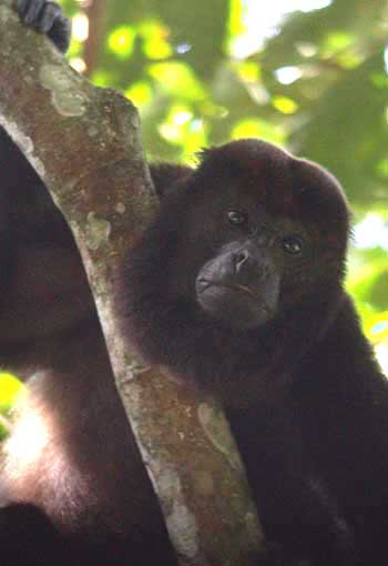 …or even a Howler Monkey.