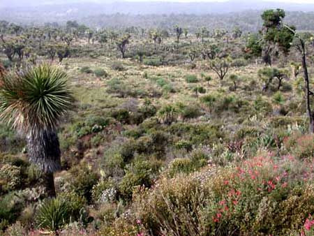 One day we’ll head even higher to the Mexican Plateau with its odd assemblage of Joshua Trees, Scott’s Orioles, Cinnamon-bellied Flowerpiercers…