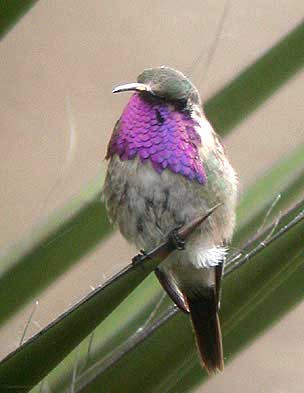 …and a surprising number of hummingbirds, including this male Lucifer.