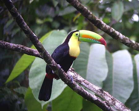 The Keel-billed Toucan never fails to make someone’s short list of favorite birds of the tour.