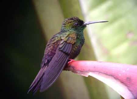 On our full day at La Selva we could see Bronze-tailed Plumleteer, one of the few hummingbird species with red feet.