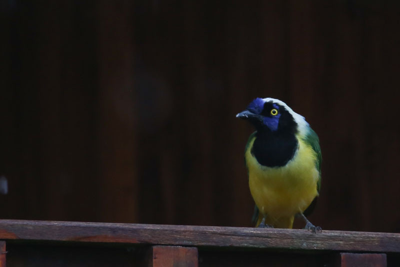 The birding is excellent. Green Jays are common and noisy in the morning…
