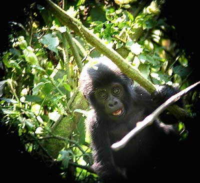 While in Bwindi-Impenetrable National Park we’ll have the opportunity to take a Gorilla Trek. Time spent with these docile animals will never be forgotten, especially if there are some very young gorillas in the group, as they never keep still for a moment and are full of curiosity.