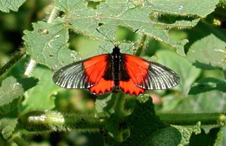 The Albertine Rift boasts a large number of endemics in many branches of the animal kingdom. A very striking butterfly found only in this habitat and seen fairly readily at Bwindi is <em>Acraea eltringhami,</em> shown here perched on a giant nettle.