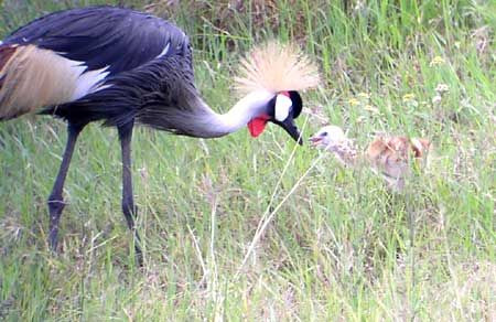Leaving the forested areas for more open country, we’ll find Uganda’s National Bird, the Crowned Crane…
