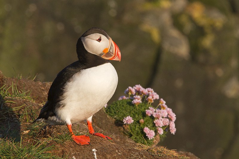 Atlantic Puffins can be observed within hand‘s reach on the cliff‘s edge…
