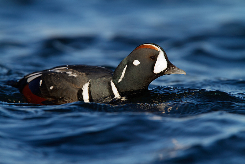 …and rivers or their estuaries will entertain us in the form of a colorful Harlequin Duck. 