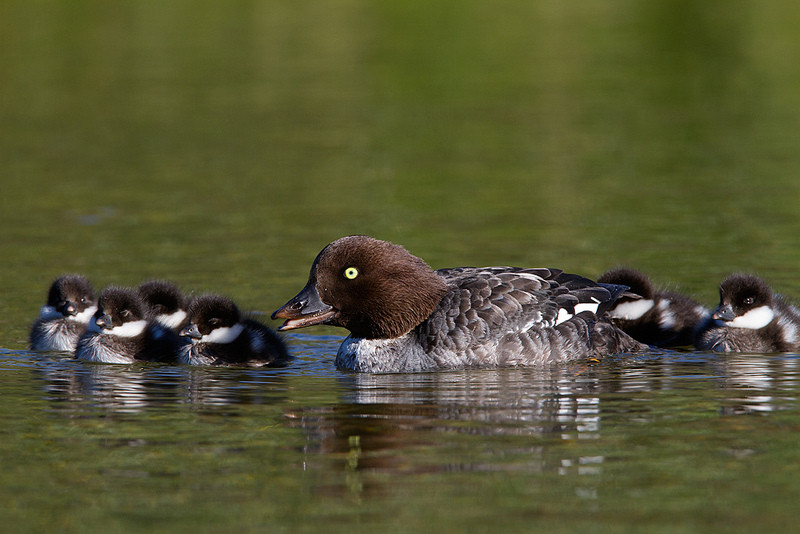 Lake Mývatn will provide us with views of Barrow‘s Goldeneyes, if we are lucky we may even see the first ducklings…