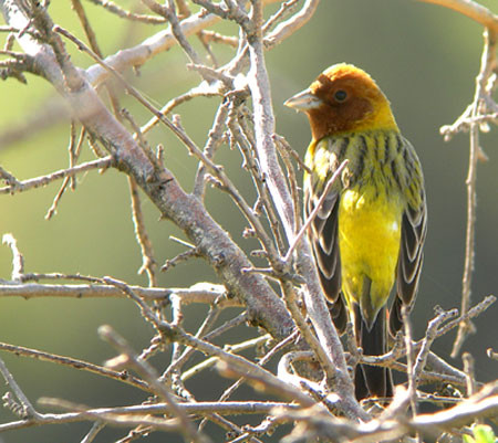 …where almost every bush holds a singing Red-headed Bunting.
