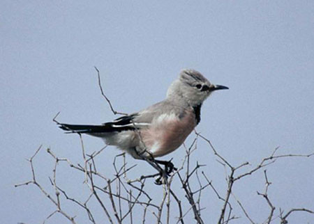 …none more so than Pander’s Ground Jay, a bird restricted to Uzbekistan and Kazakhstan.