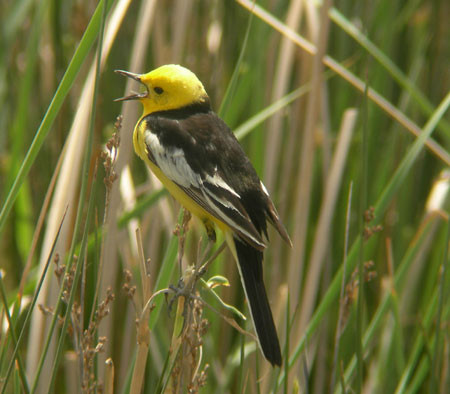 …and equally stunning Citrine Wagtails…