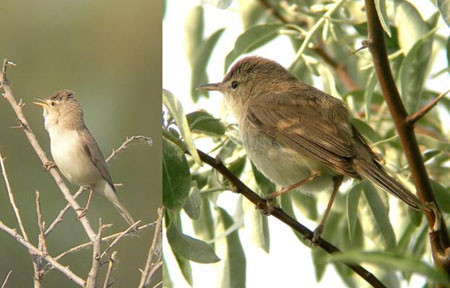 …while the monotone Eastern Olivaceous and Sykes’s Warblers present something of an identification challenge.