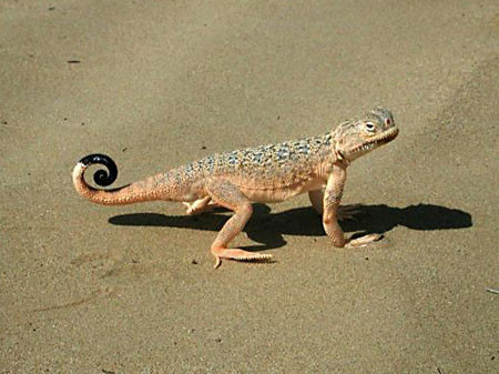 Not all of the attractions are avian – this Toad-headed Agama is one of several distinct lizards found in the desert.