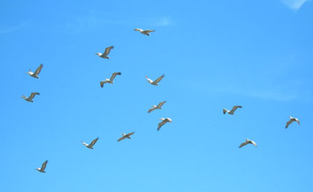 The delta is also home to the world’s largest gathering of Dalmation Pelicans.