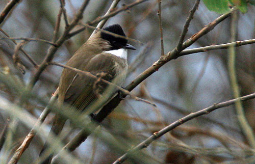 …and birds are common along the river and could include smart-looking Brown-breasted Bulbuls…