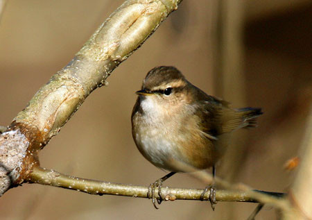 …and perhaps a wintering Dusky Warbler or two.