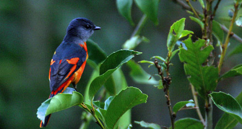 …the stunning Grey-chinned Minivet, usually in flocks,…