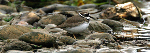 …and the very local Long-billed Plover.