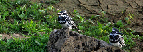 …and at every turn Pied Kingfishers.