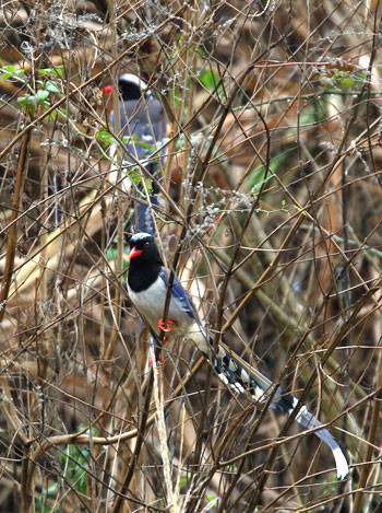 …the fabulous-looking Red-billed Blue Magpie…
