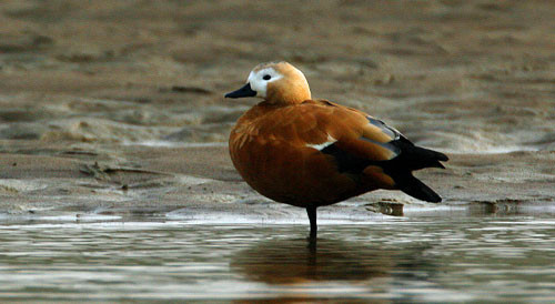 Along the way, we’ll probably see Ruddy Shelduck, perhaps from Tibet,…