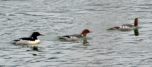 …where we’ll look for Scaly-sided Merganser at its most reliable site in China.