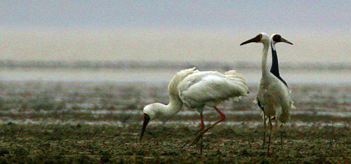 Adjacent to it are places where majestic and rare Siberian Cranes winter; here two consort with a White-naped Crane.