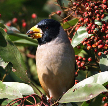…where birds like wild seed-destroying Yellow-billed Grosbeaks live adjacent to the captive corps.