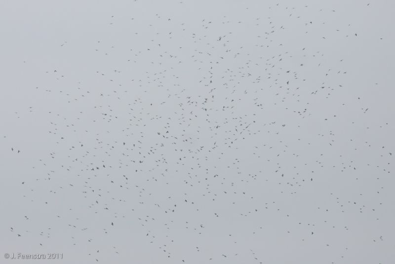 …and here thousands of Tree Swallows gather over Cape May Point.